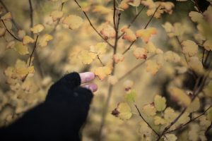Herbstspaziergang - Die letzten Momente